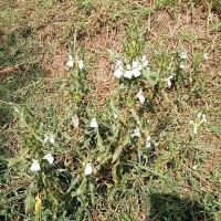 Hygrophila auriculata (Schumach.) Heine